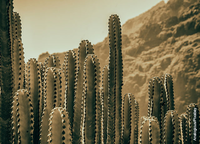 Пустинни кактуси, казваме ви всичко, което не знаете