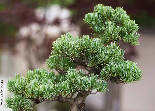 Come curare un bonsai di pino, i migliori consigli!