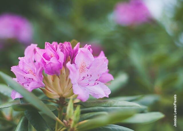 Azalea: ta hand om en mycket speciell blomma