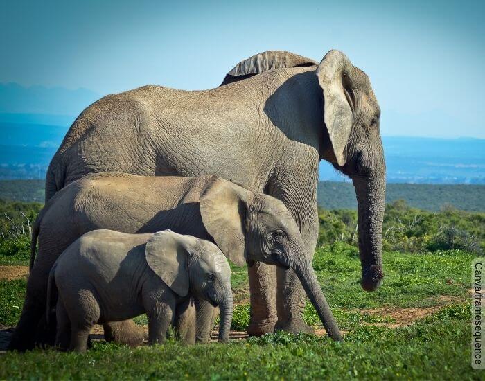 Az elefántok jelentése, minden értelmezés!