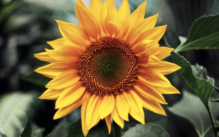 Maksud bunga matahari, kisah bunga yang cantik!