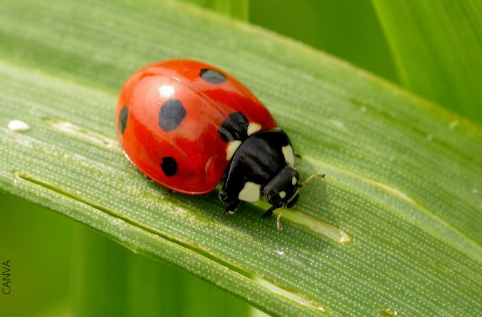 ladybugs کے معنی، اچھی قسمت کی علامت!