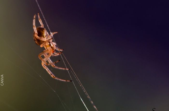 Značenje pronalaska pauka kod kuće, sretno?