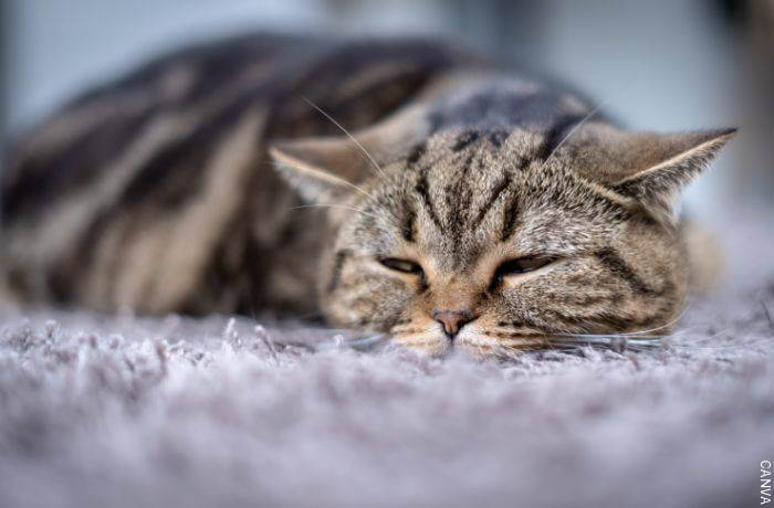 Da li se mačke opraštaju prije nego umru? neki znakovi
