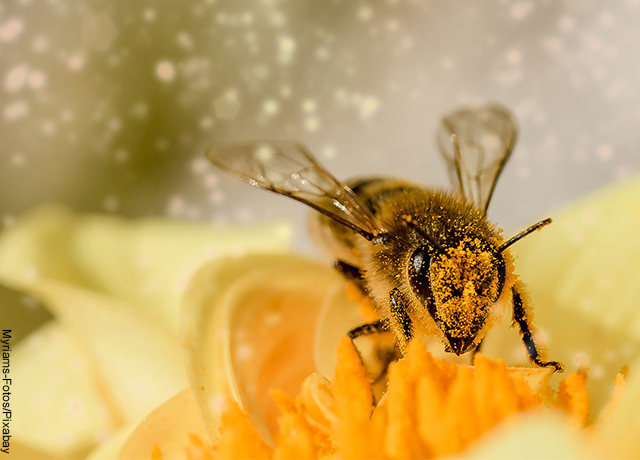 ფუტკრის მნიშვნელობა, მისი საიდუმლოებები მშვენიერია!