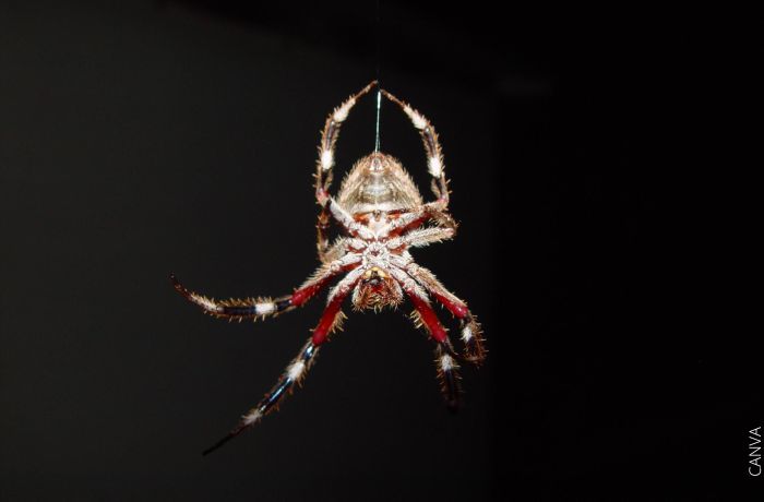 Wat eet spinnekoppe en hoe help hulle mense?
