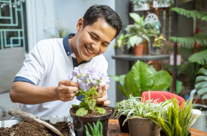 Mjete juridike shtëpiake për bimët me gjethe të verdha