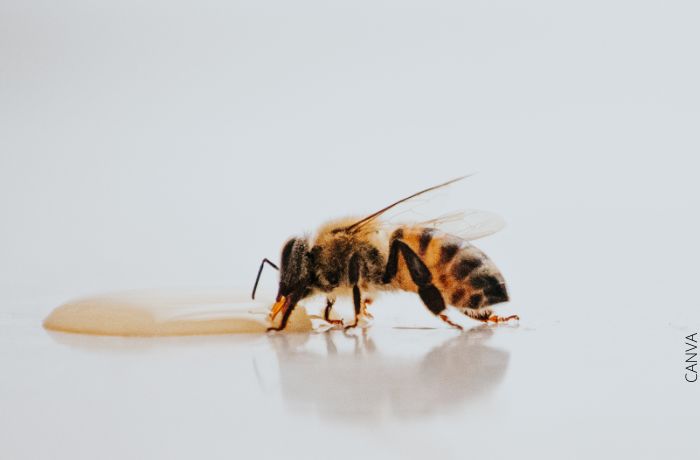 Lebah imah, naon hartina mun aya nu nganjang?