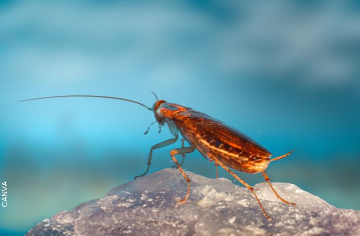 Waarom je kakkerlakken niet moet pletten - wees voorzichtig