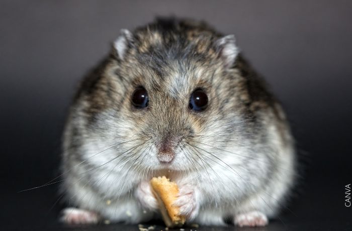 Berapa lama hamster hidup dan penjagaan yang anda perlu lakukan untuknya