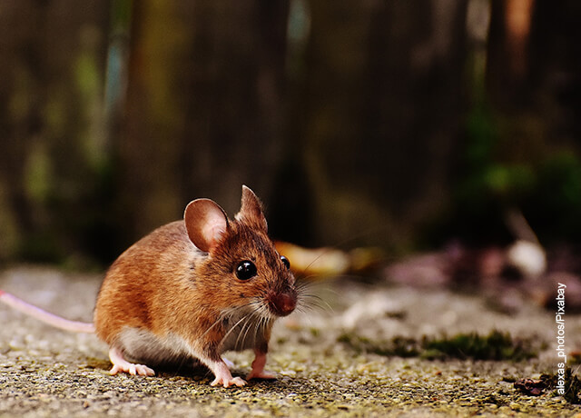 Če sanjate o miših, vam bomo prihranili nekaj strahov!