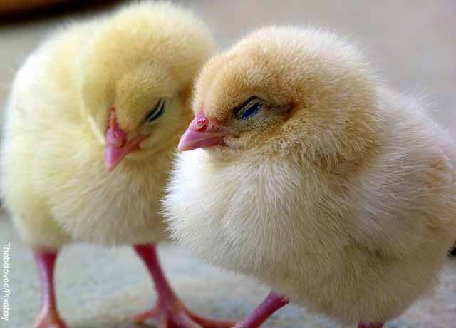 ຝັນຂອງ chicks, ປ່ອຍຄວາມຮູ້ສຶກທັງຫມົດຂອງທ່ານ!