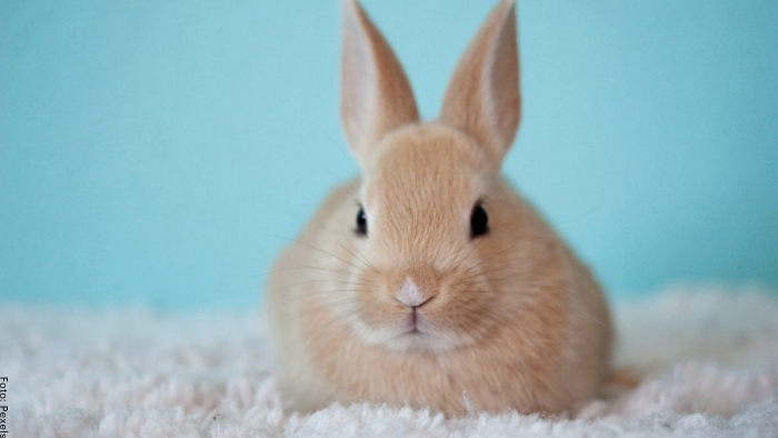 Träume von Kaninchen, Liebe und Familie in Sicht!
