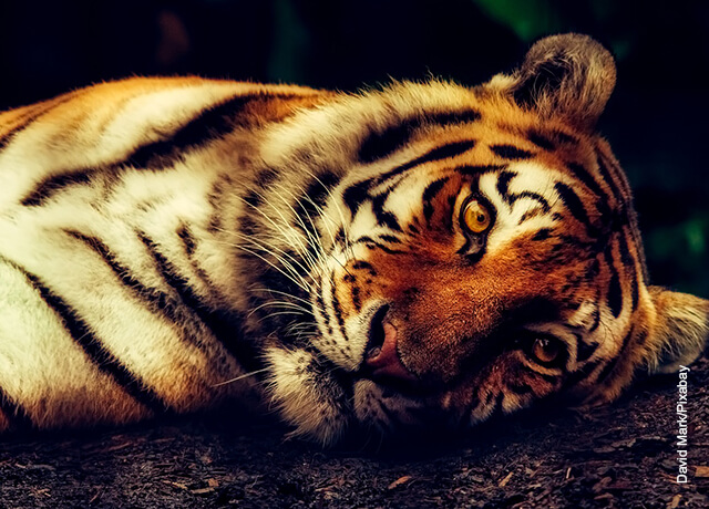 Skal man løbe for livet, når man drømmer om tigre?