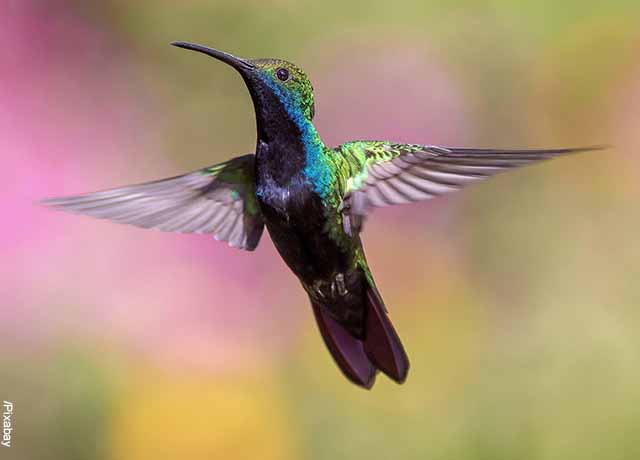 Snění o kolibřících je začátkem obnovy vašeho života!