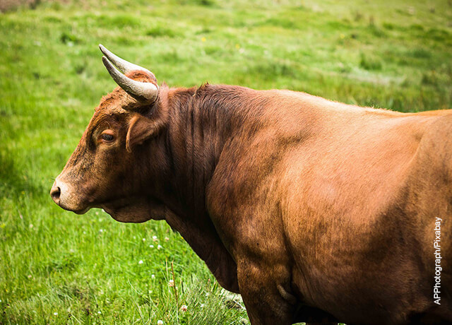Apa artinya memimpikan sapi jantan, akankah kehidupan memberi Anda biaya?