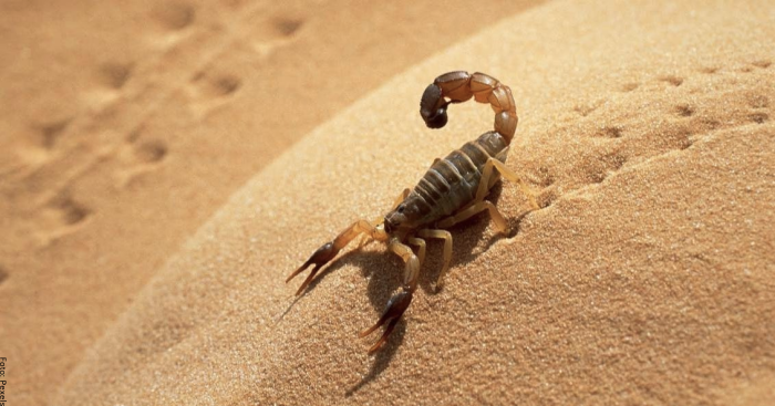 Sanjati škorpije, budite oprezni je upozorenje!