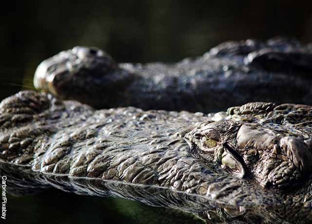 Dromen over alligators zou betekenen dat je erg alert moet zijn.