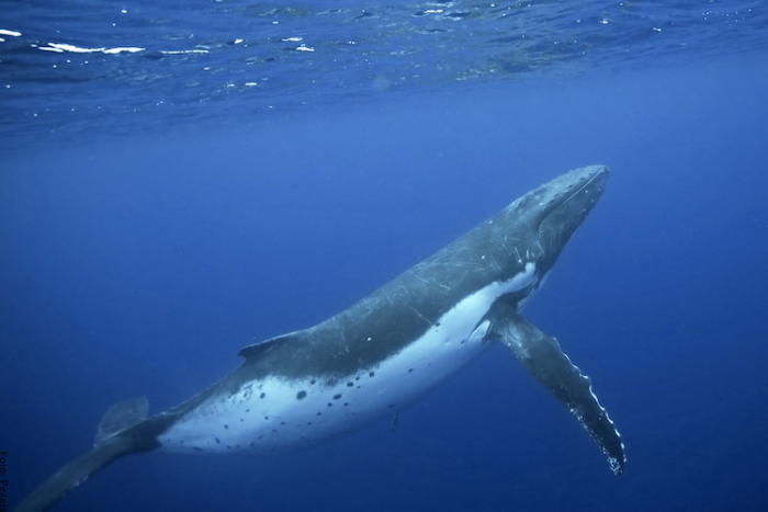 Vous rêvez de baleines, de richesse et de stabilité économique ?