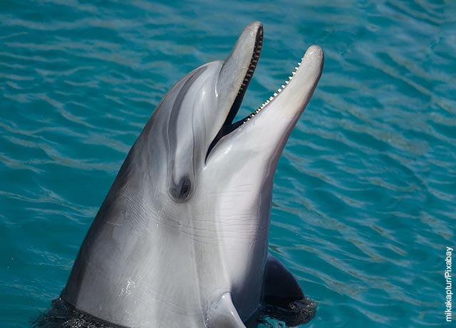 დელფინებზე ოცნებობთ, კარგი რამ მოვა თქვენს ცხოვრებაში?