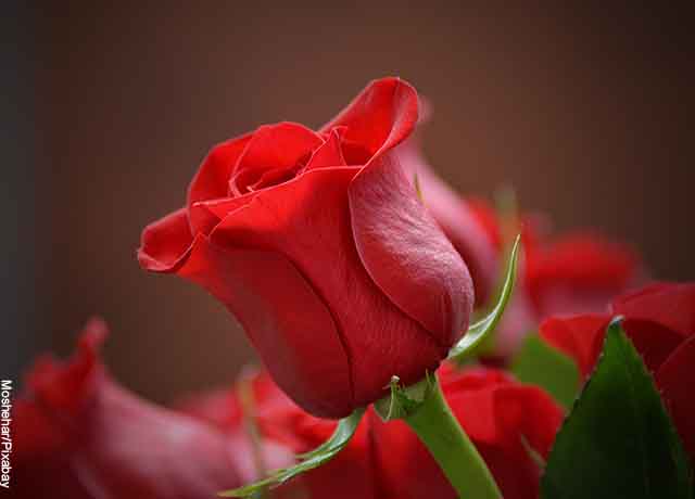Sanjam o rdečih vrtnicah, romantiki in čisti ljubezni v življenju!
