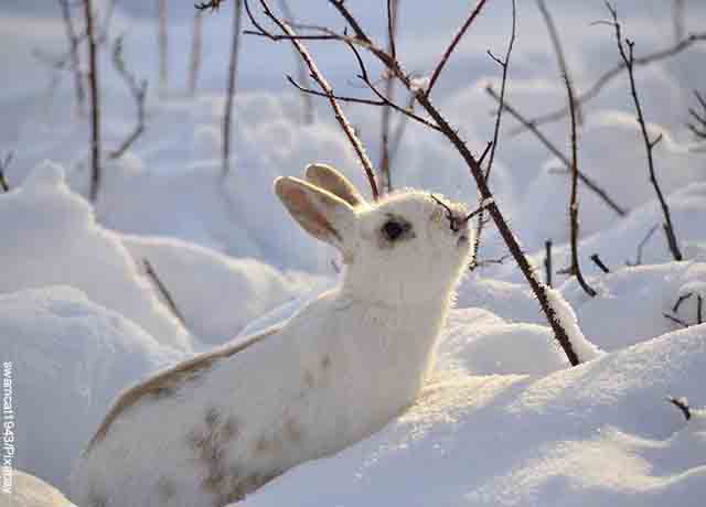 सफ़ेद खरगोश का सपना देखना, अवसरों का लाभ उठाने का समय!