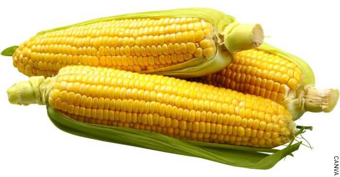 Wat betekent het om van maïs te dromen? Dat hangt af van een paar details in de droom