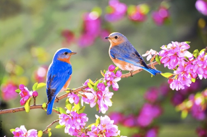 Ονειρεύεστε πολύχρωμα πουλιά, σημάδι επιτυχίας!