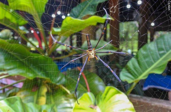 Co znamená snít o velkých pavoucích?