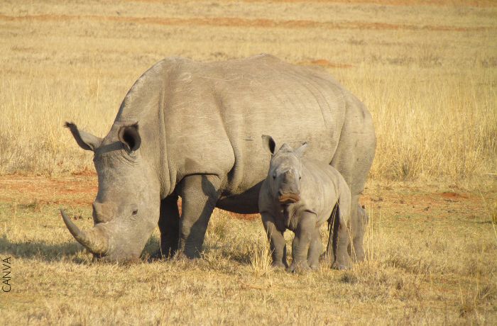 Мечтаете за носорог - преход към положителното!
