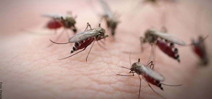 Drömmer om myggor, en varning om relevanta händelser i ditt liv?