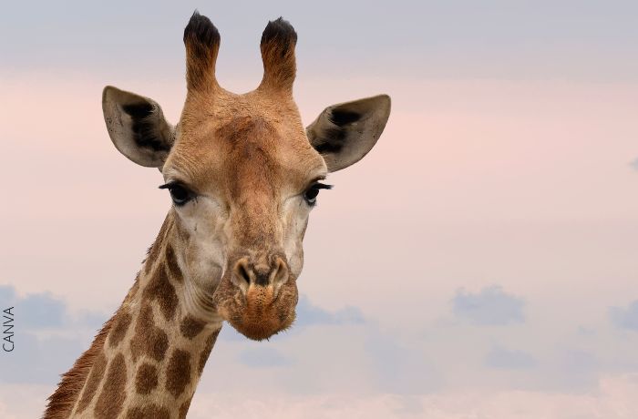 Drömmar om giraffer, en uppmaning att anstränga sig lite mer!